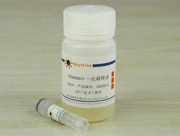 ERp44抗体(羊多抗)